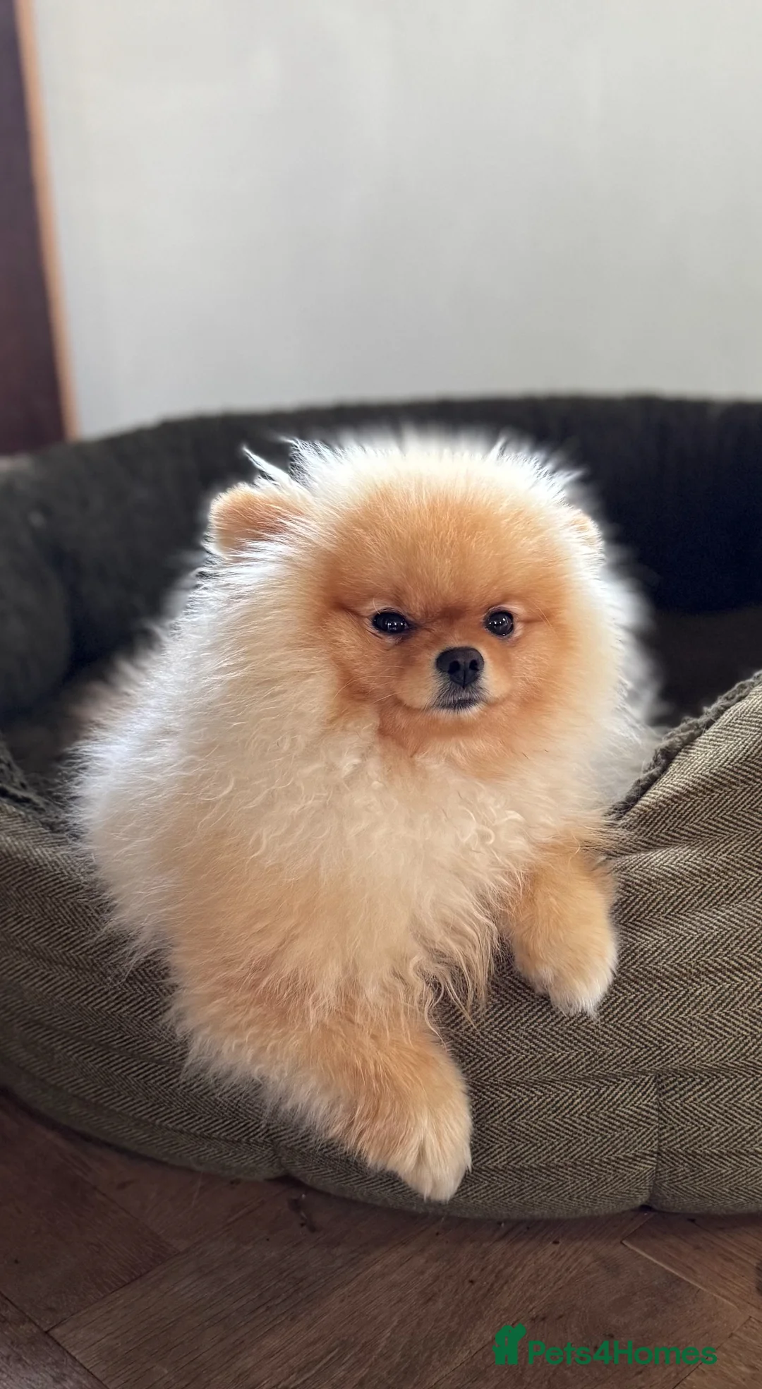 Pomeranian dogs for stud: Cream Pomeranian for stud. - Advert 2
