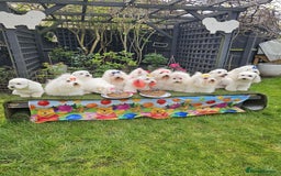Coton De Tulear dogs for sale: 2 Stunning coton de Tulear girls - Image 4