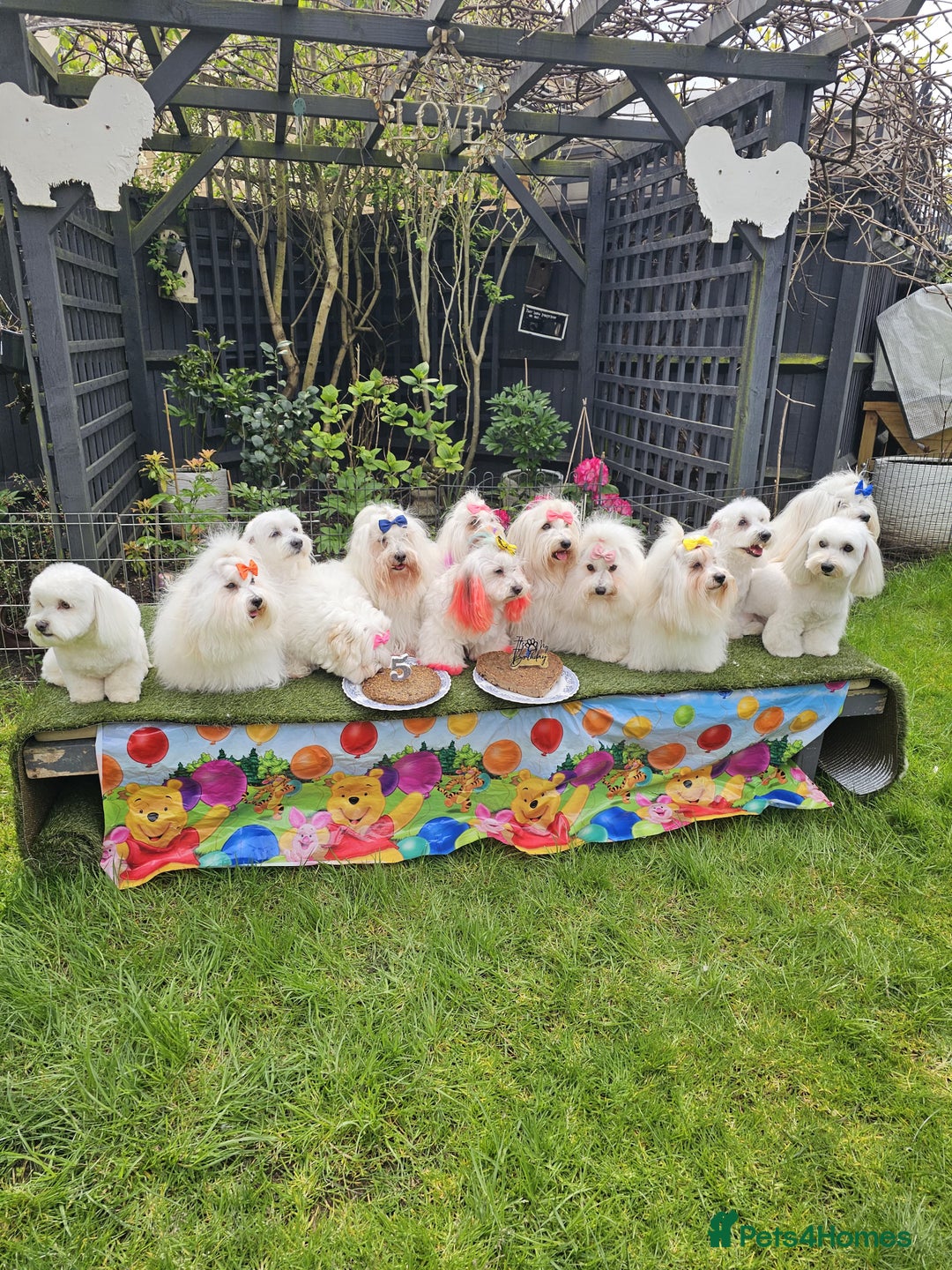 Coton De Tulear dogs for sale: 2 Stunning coton de Tulear girls - Image 4