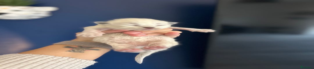 Ragdoll Kitten 4