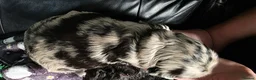 Cockapoo dogs for sale: Adorable Merle & Tuxedo Cockapoo Puppies in Halifax - Advert 27