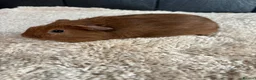 Guinea Pig rodents for sale: Stunning baby guinea pigs  - Advert 11
