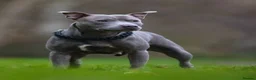Staffordshire Bull Terrier dogs for sale: Stunning Staffordshire Bull Terriers! - Advert 29
