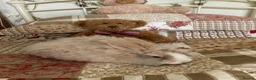 Angora rabbits for sale: Adorable angora babies - Advert 5