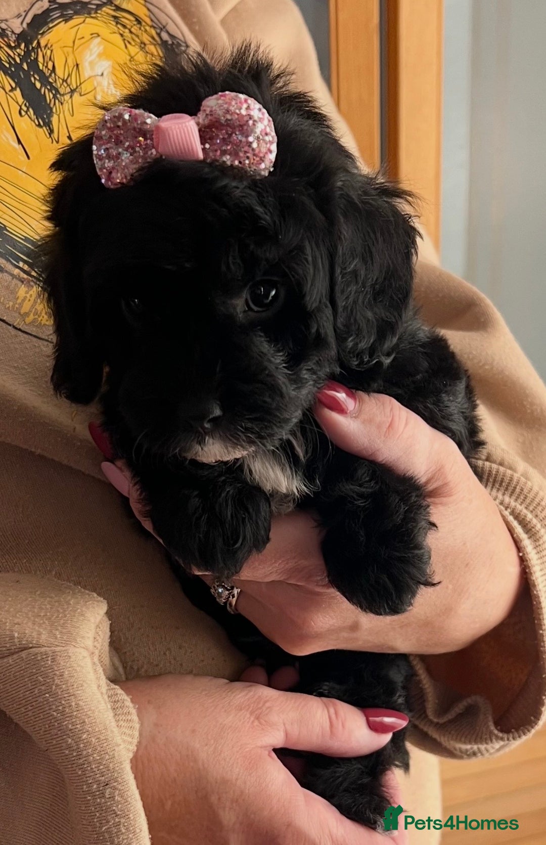 Cavapoo dogs for sale: TOY Fluffy Cavapoo’s From Health Tested Parents - Image 9