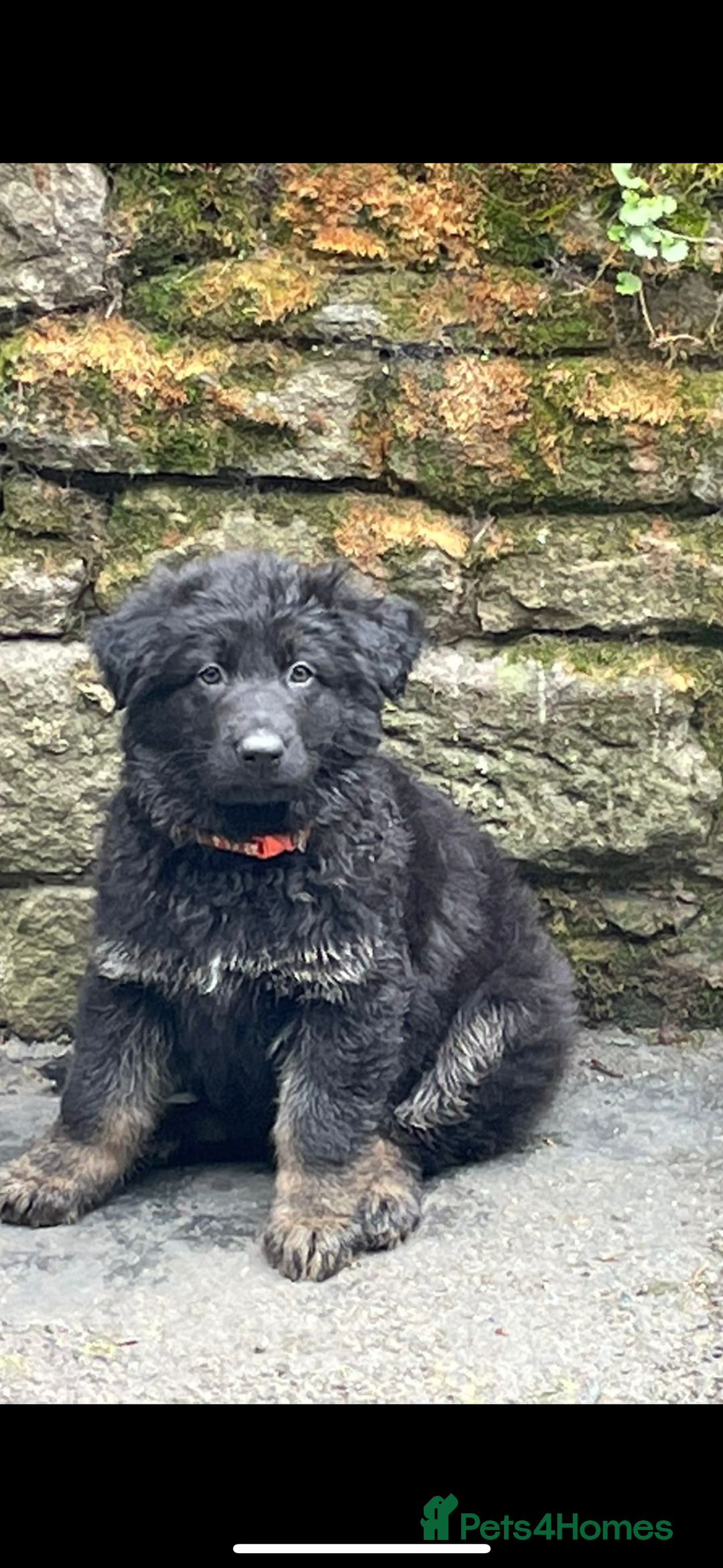 German Shepherd dogs for sale: ONE GIRL AVAILABLE -German shepherd puppies - Image 19