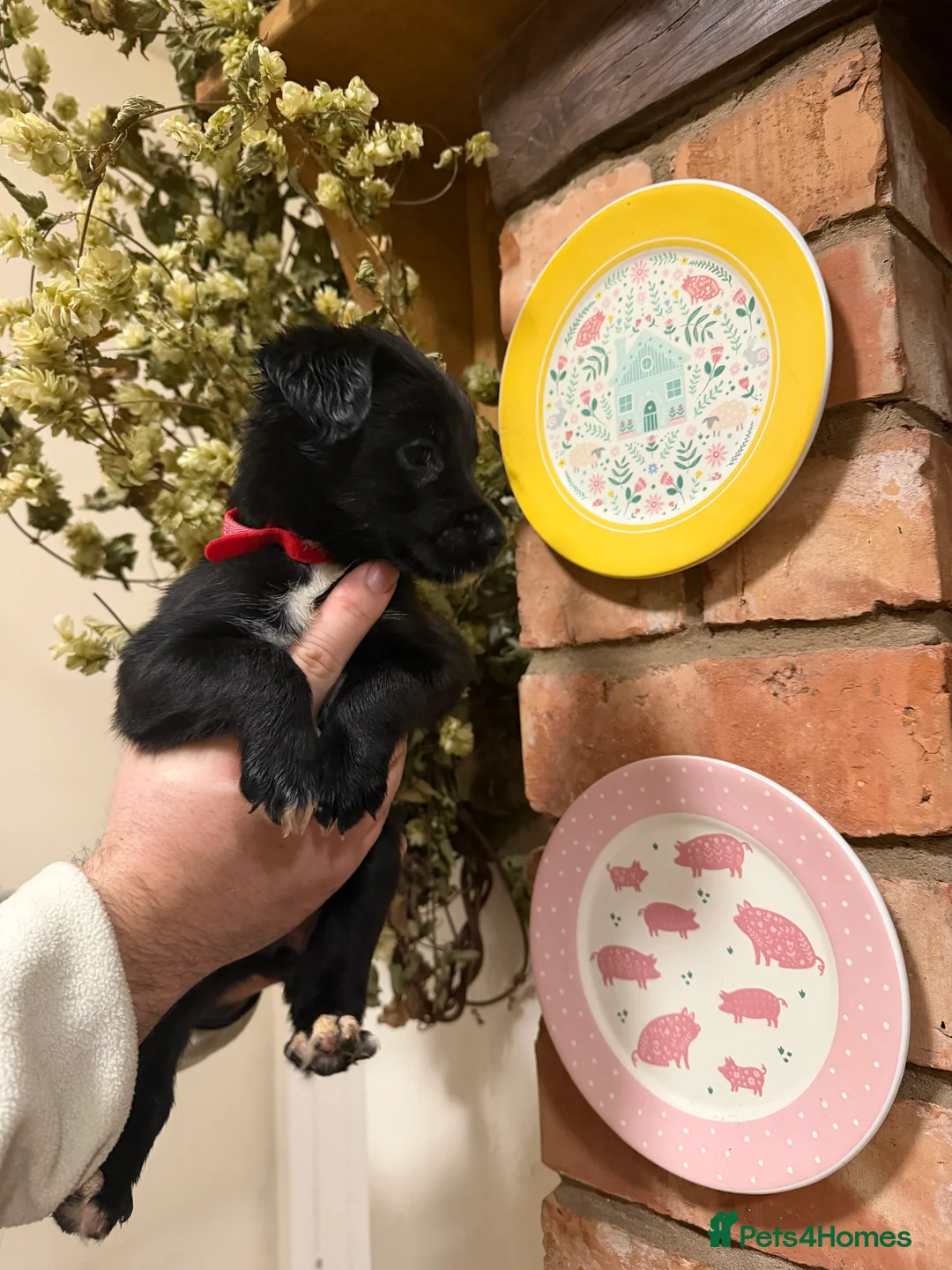 Mixed Breed dogs for sale: Belgian mal/working cocker spaniel  - Advert 13