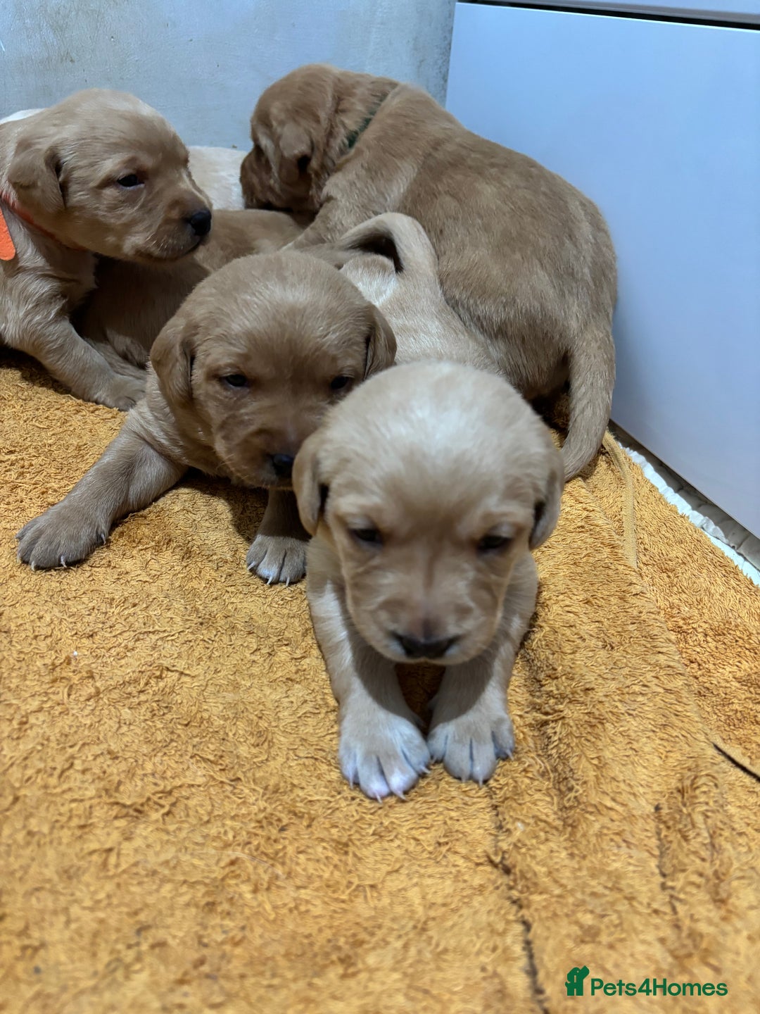 Labrador Retriever dogs for sale: HOME REARED KENNELCLUB REGISTERED LABRADOR PUPPIES - Advert 3