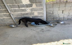 Mixed Breed dogs for adoption: Raven, 1.5 yrs approx. Available for adoption. - Image 10
