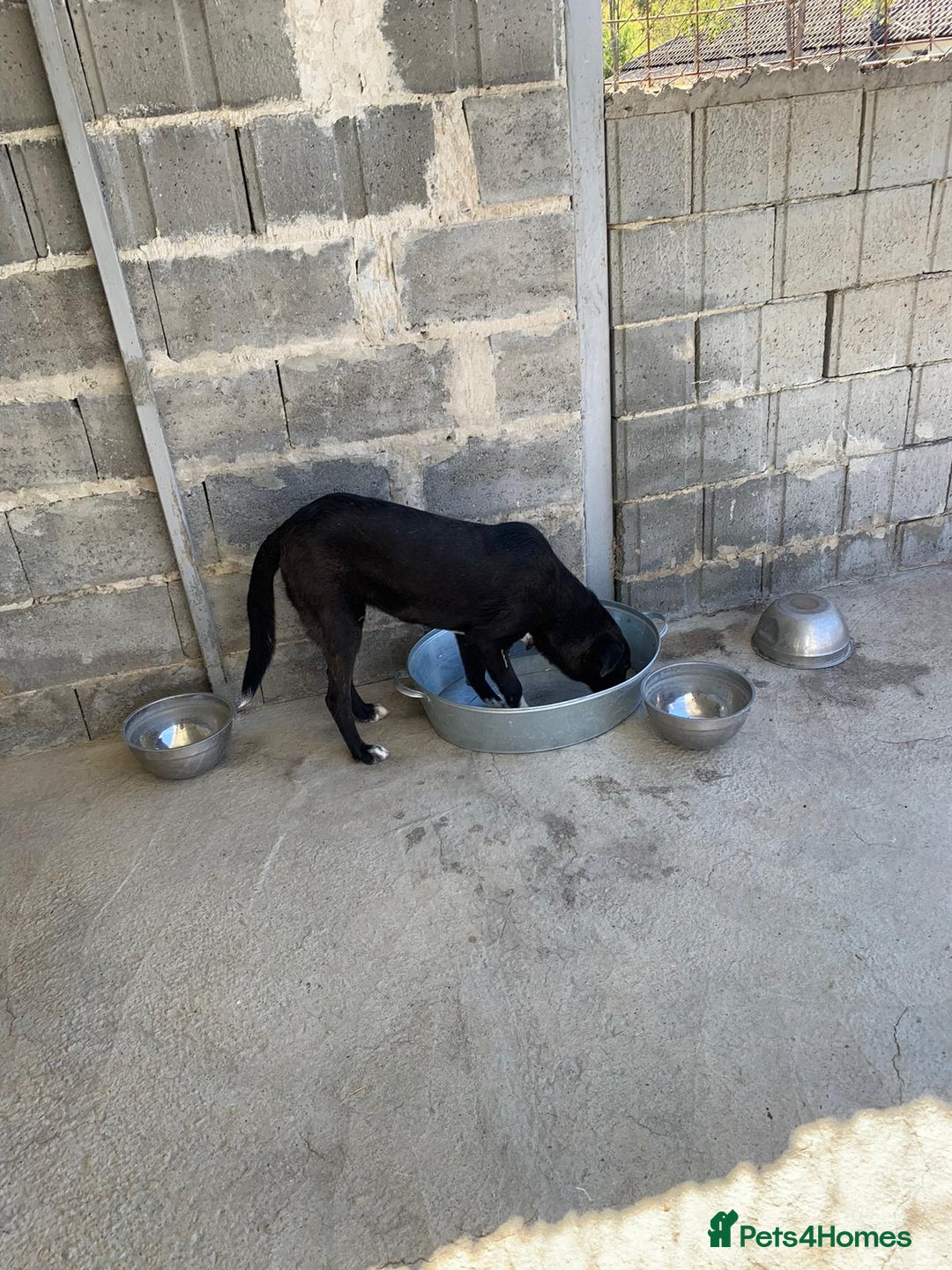 Mixed Breed dogs for adoption: Raven, 1.5 yrs approx. Available for adoption. - Image 10