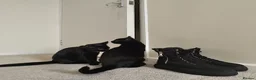 Domestic Shorthair cats for sale: Bonded pair of indoor girl cats - together only - Advert 4