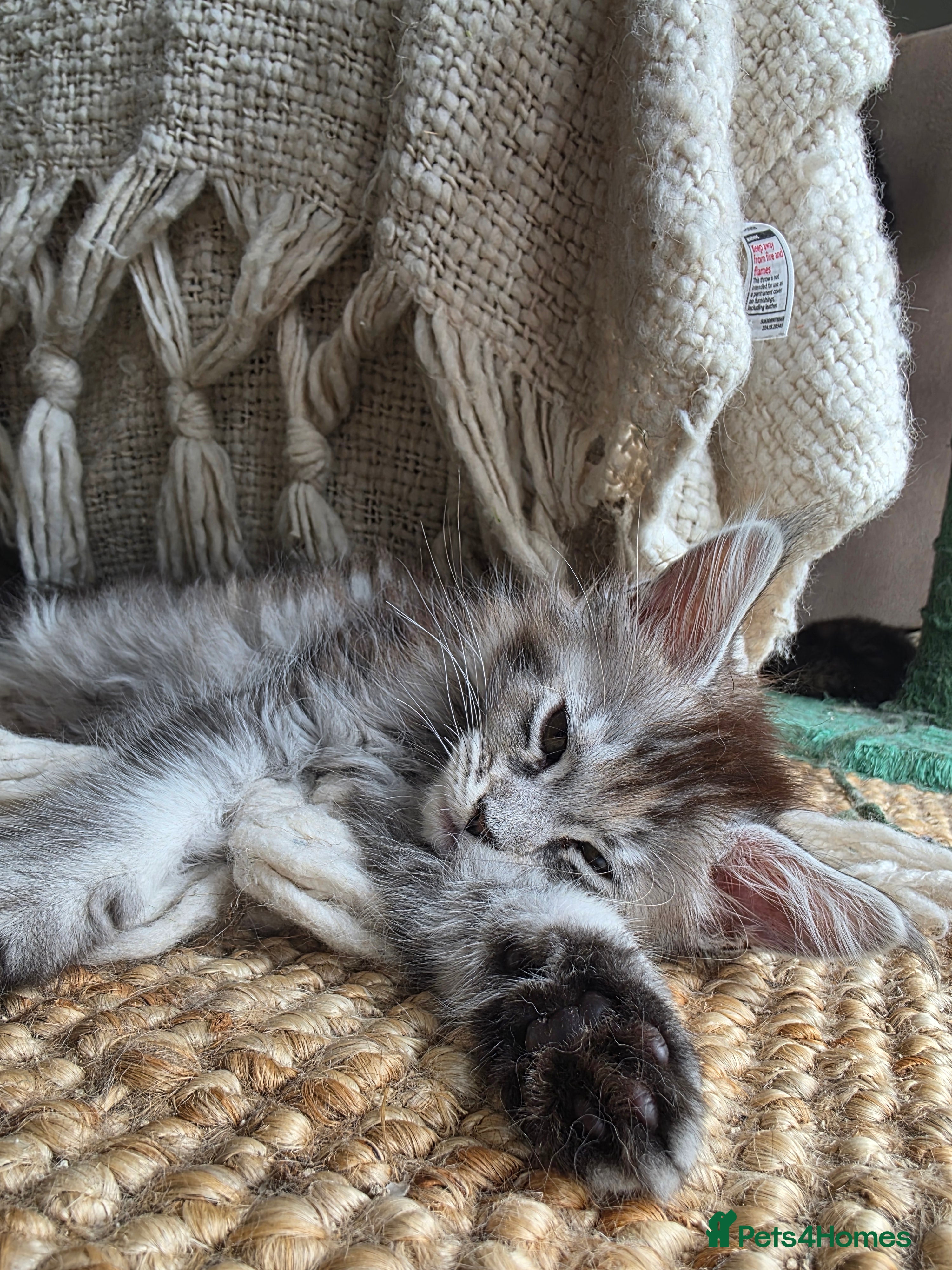 Maine Coon cats Pure Breed Mainecoon Therapy Kittens - Advert 1