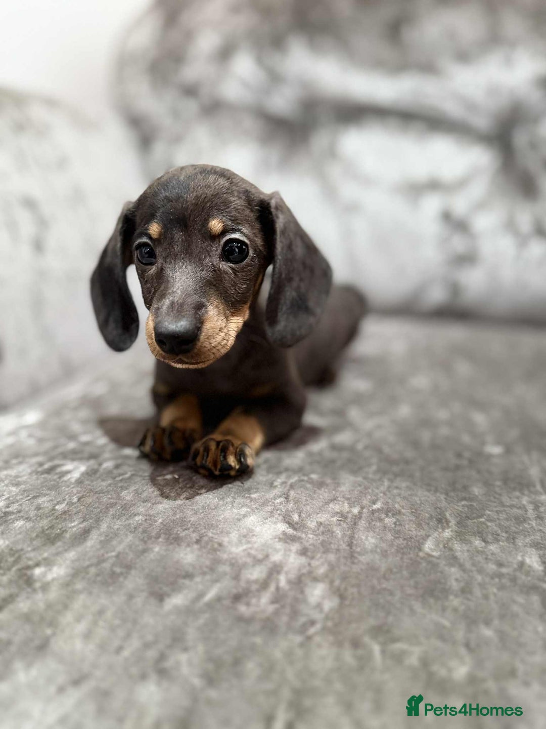 Dachshund dogs for sale: Miniature Dachshunds - Advert 10