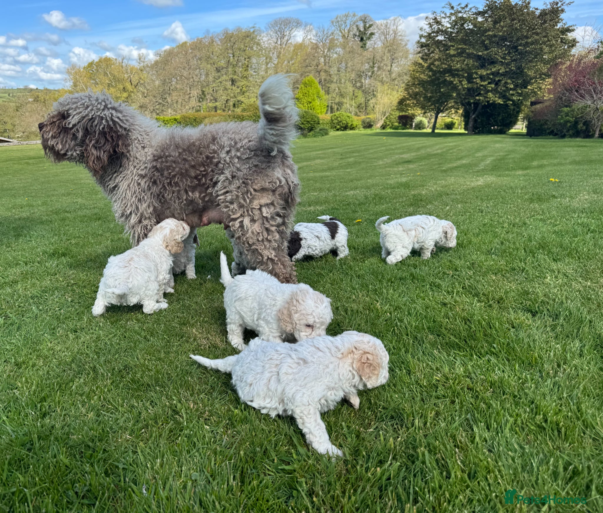 Lagotto Romagnolo dogs Lagotto Romagnolo - Advert 1