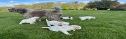 Lagotto Romagnolo dogs for sale: Lagotto Romagnolo - Advert 2