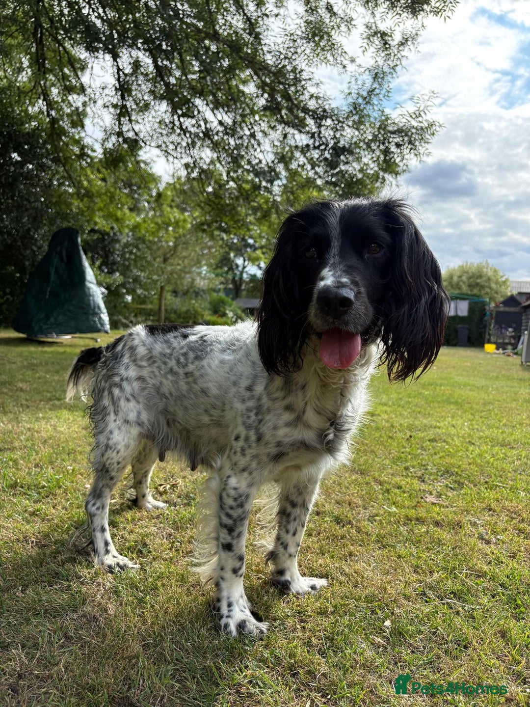 English Springer Spaniel dogs for sale: KC Reg English Springer Spaniel puppies - Image 11