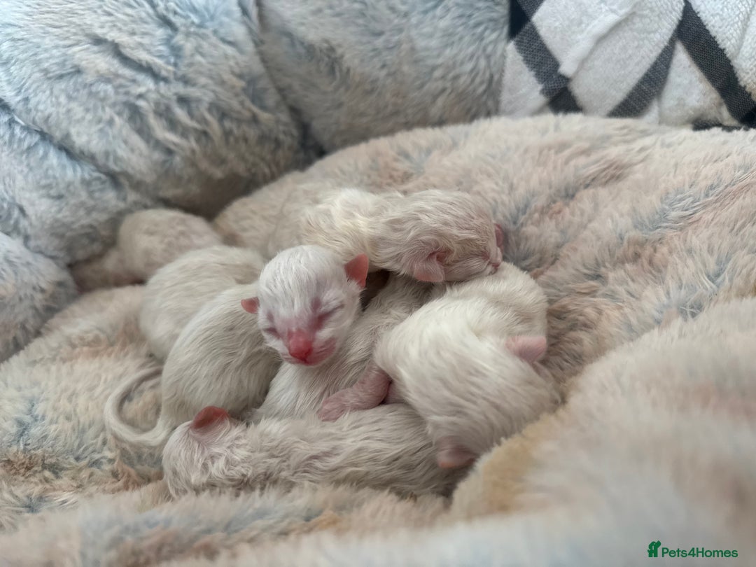 Ragdoll cats for sale: Seven Beautiful Pure Breed Ragdoll Kittens🤍 - Image 3