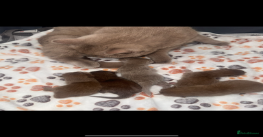 British Shorthair cats in Cradley Heath - Advert 14
