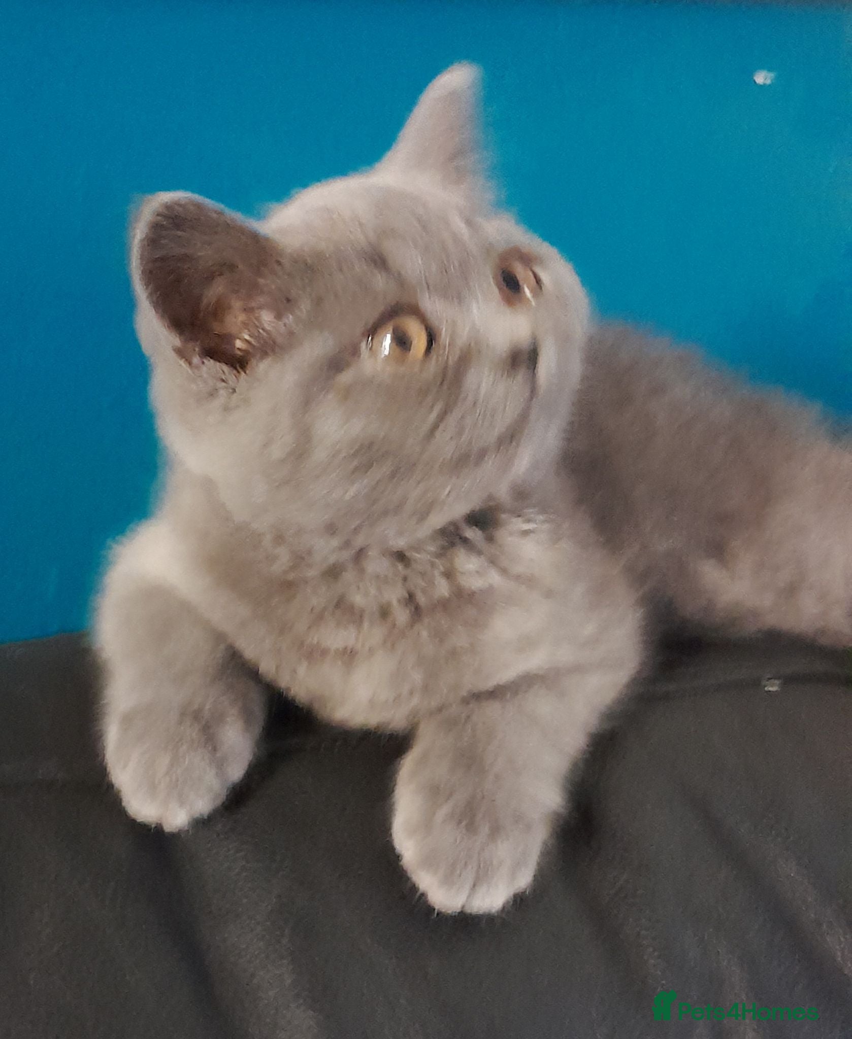 British Shorthair cats LAST STUNNING GCCF BSH SOLID  BLUE BOY READY NOW  - Advert 1