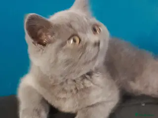 British Shorthair cats LAST STUNNING GCCF BSH SOLID BLUE BOY READY NOW - Advert 1