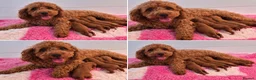 Cavapoo dogs for sale: F1 cavapoo litter  - Advert 2