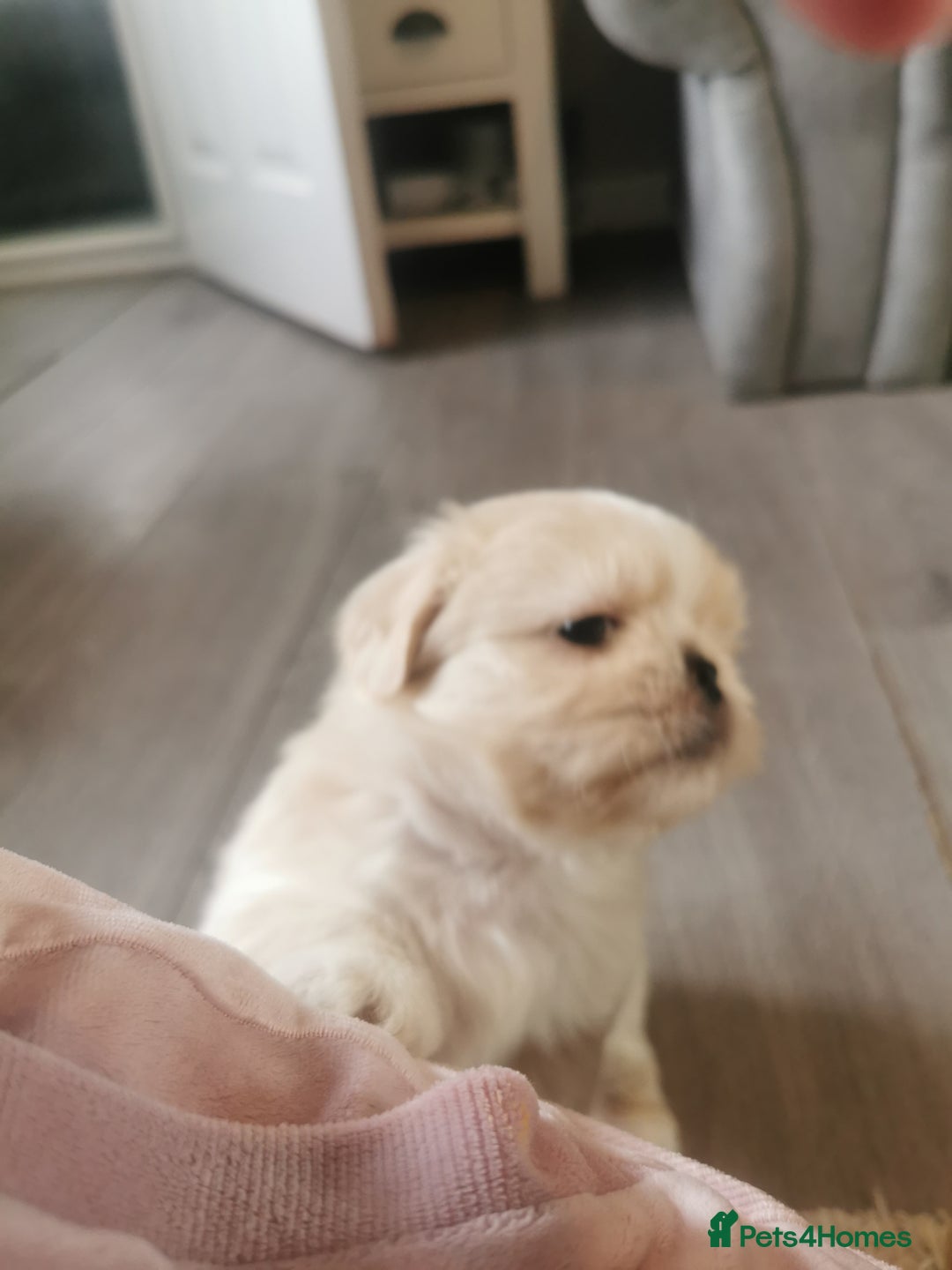 Shih Tzu dogs for sale: Adorable fluufy shihtzus  - Advert 12