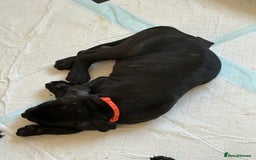 Mixed Breed dogs for sale: Cane Corso x boerboel  - Image 23