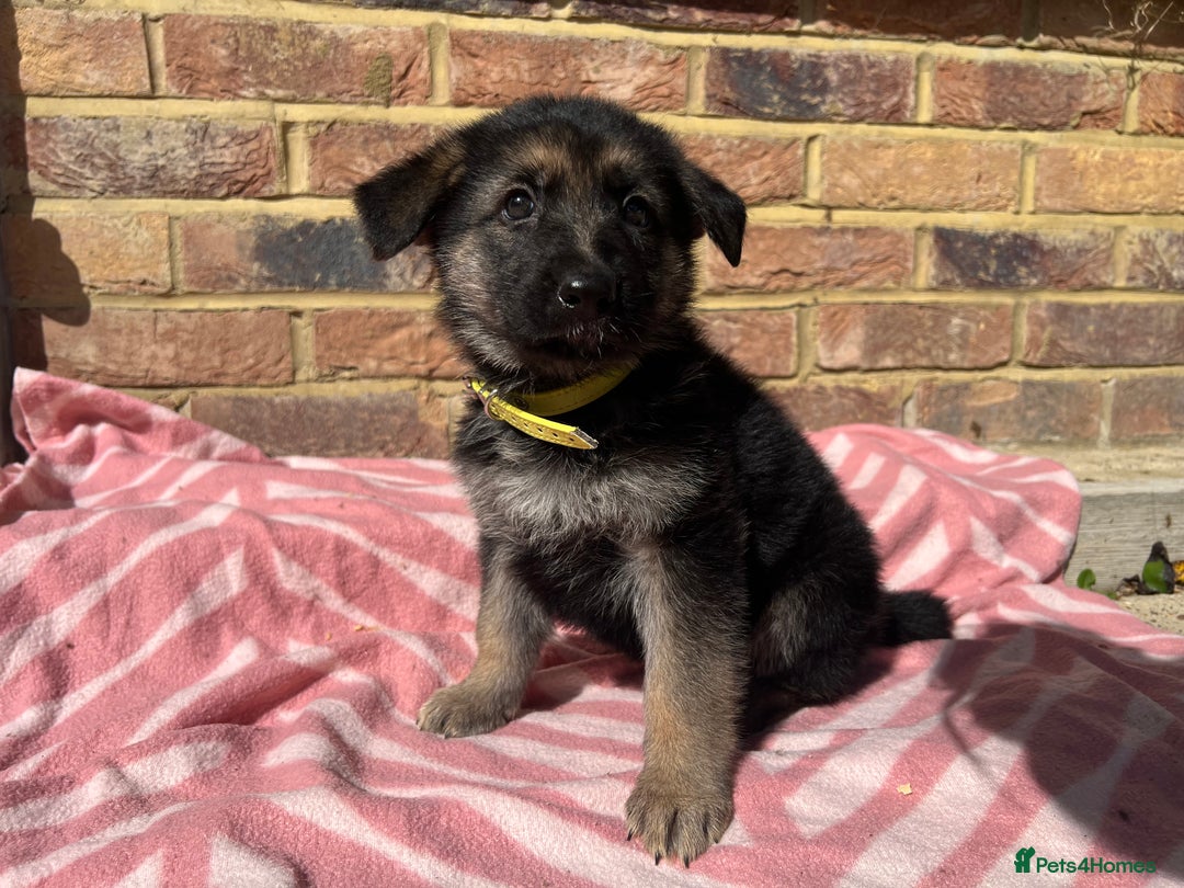 German Shepherd dogs for sale: Straight back short coat female GSD - Image 4