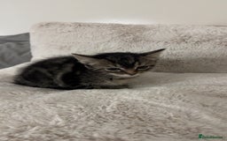 Ragdoll cats for sale: Tabby mixed with ragdoll for sale  - Image 4