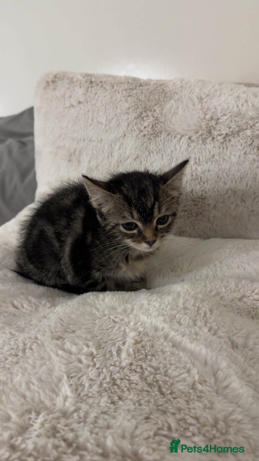 Ragdoll cats for sale: Tabby mixed with ragdoll for sale  - Image 4