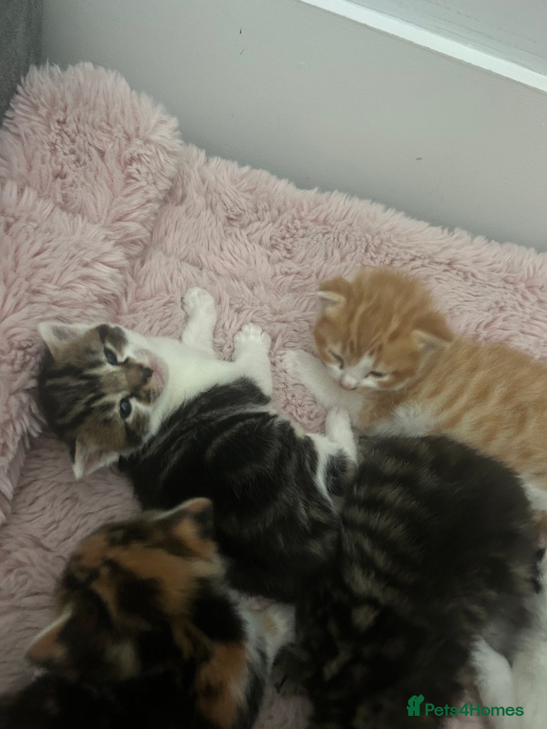 Mixed Breed cats for sale: 5 beautiful kittens  - Image 2