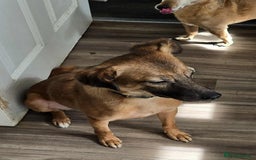 Mixed Breed dogs for adoption: Gorgeous little Lila - Image 4