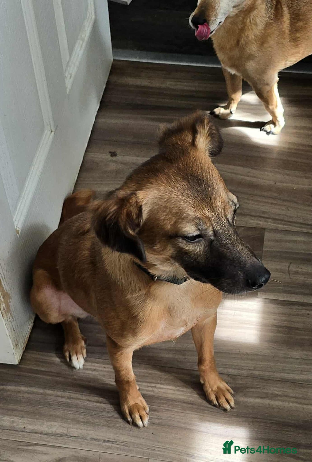 Mixed Breed dogs for adoption: Gorgeous little Lila - Image 4