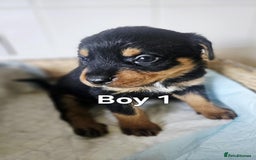 Rottweiler dogs for sale: READY NOW- Beautiful Rottweiler Puppies - Image 12