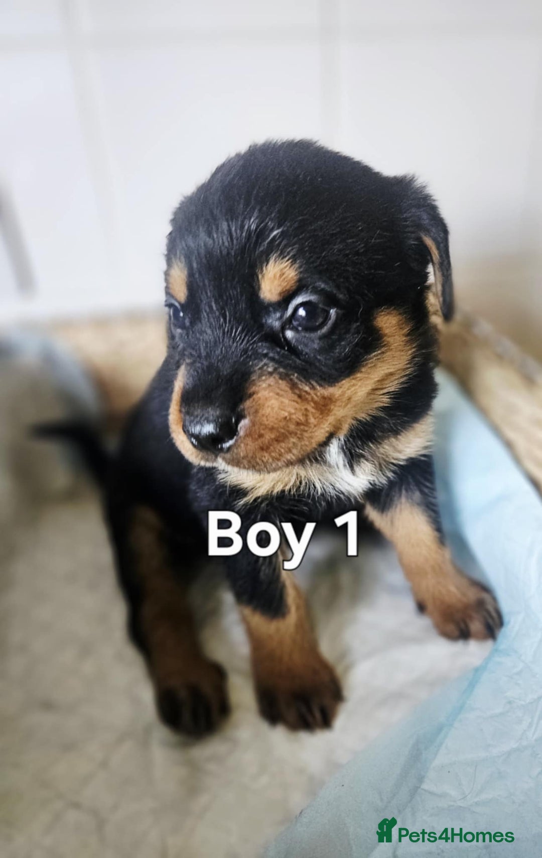 Rottweiler dogs for sale: READY NOW- Beautiful Rottweiler Puppies - Image 12