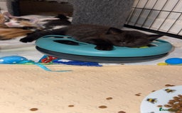 Scottish Fold cats for sale: Bombay  in Lee-on-the-Solent - Image 4