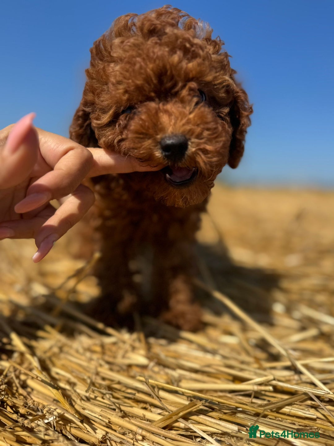 Toy Poodle dogs for sale: Toy Poodle Puppies–Asian Lines–Tiny Size - Image 13