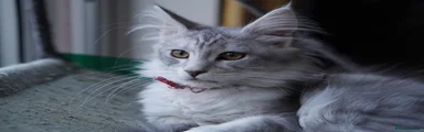 Diana