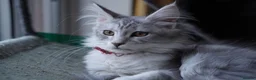 Maine Coon cats for sale: Beautiful Maine Coon Sisters Ready Now 🐾 - Advert 25