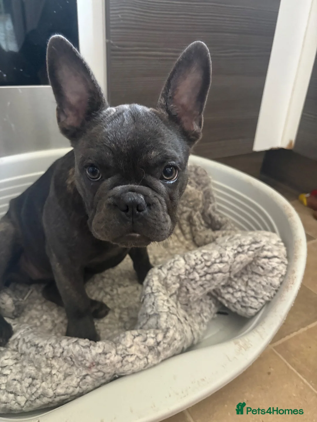 French Bulldog dogs for sale: Beautiful French bulldog girl pup  - Advert 2