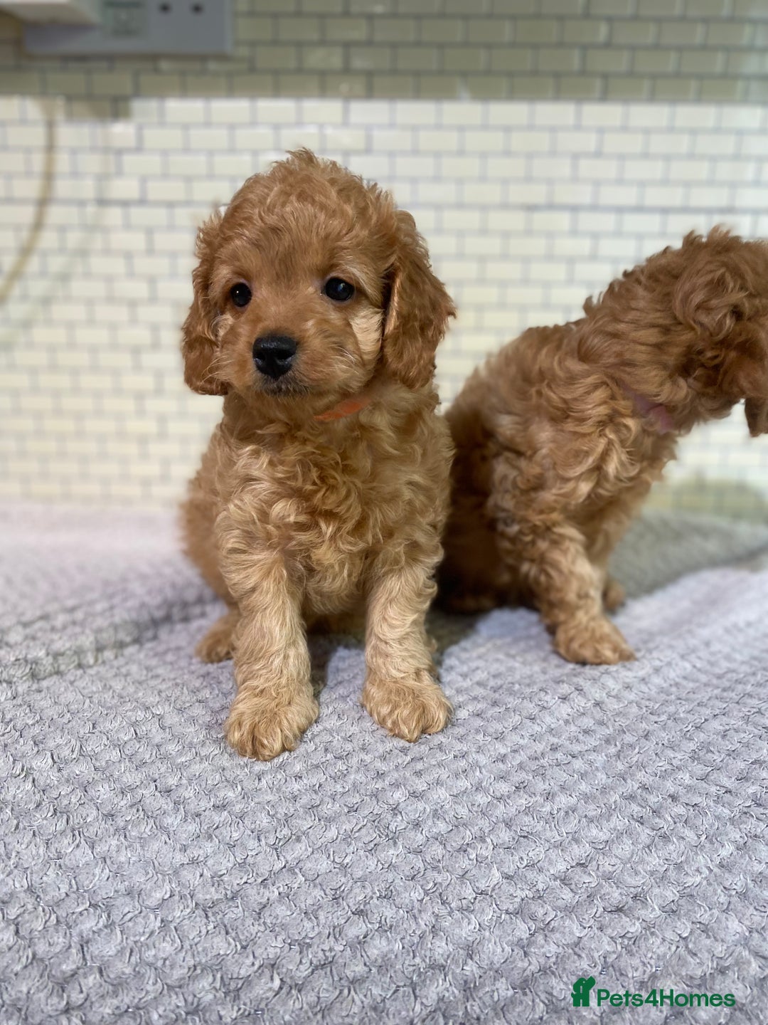 Cockapoo dogs for sale: Gorgeous Cockapoo Girls Ready now - Image 5