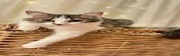 Mixed Breed cats for sale: Kittens looking for new home in Mansfield - Advert 16