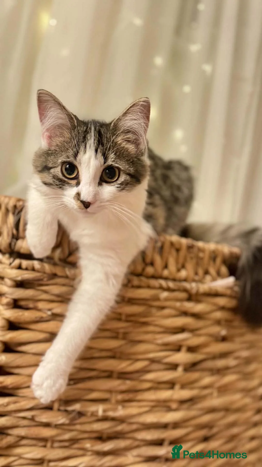 Mixed Breed cats for sale: Kittens looking for new home in Mansfield - Advert 16