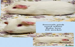 Guinea Pig rodents for sale: Beautiful mix of baby male Guineapigs  - Advert 9