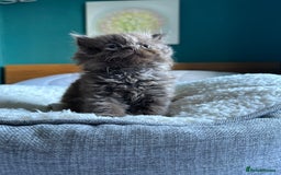 British Shorthair cats for sale: Chocolate and Red British Shorthair and Longhair - Image 4