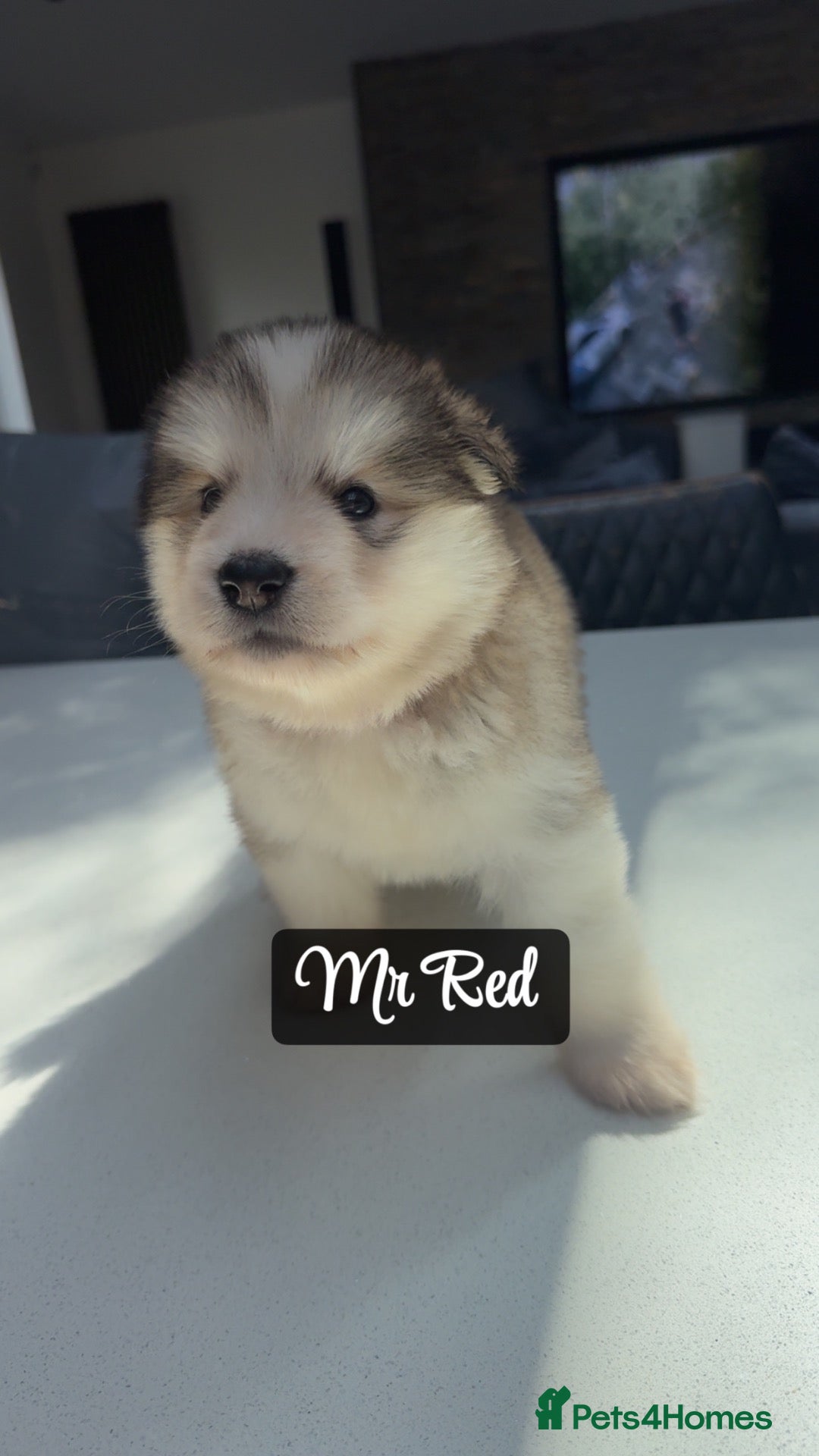 Alaskan Malamute dogs Behaviourist Raised Malamute Champion Line Pups  - Advert 2