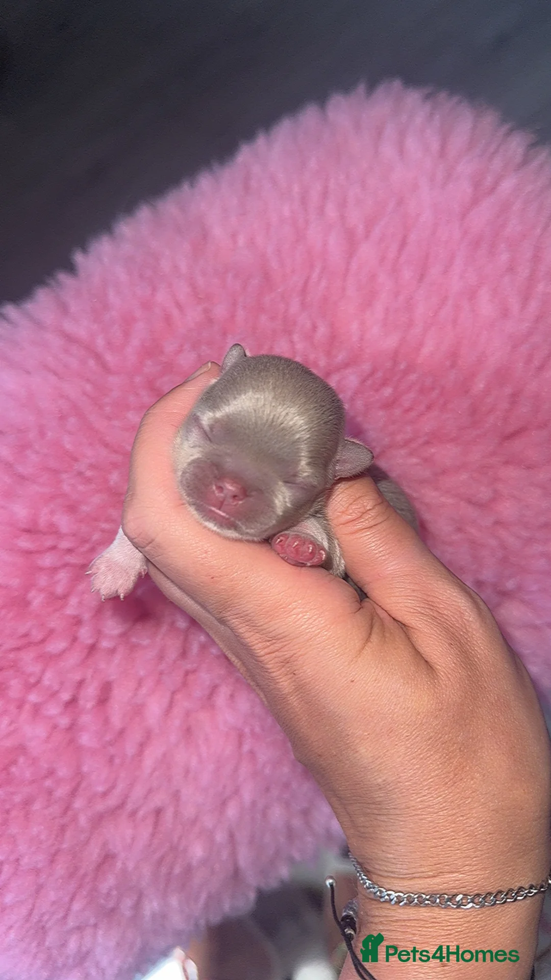 Chihuahua dogs for sale: 💖 Stunning chihuahua puppies 💖 - Advert 2