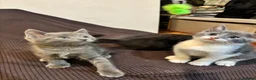 British Shorthair cats for sale: 3 Adorable Kittens Looking For Their Forever Homes - Advert 12