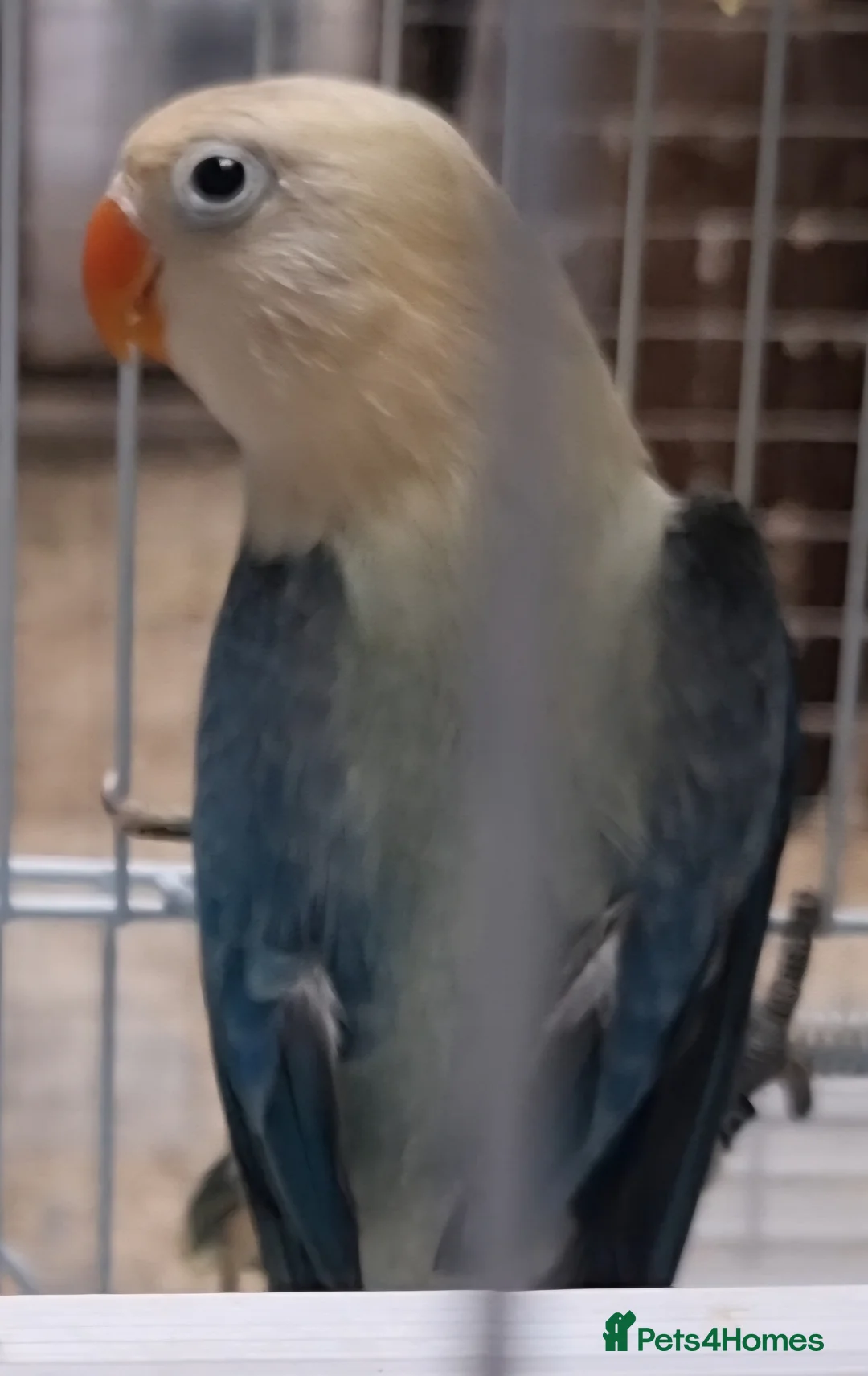 Lovebirds birds for sale: AQUA B1 OPALINE  ficshers  - Advert 11