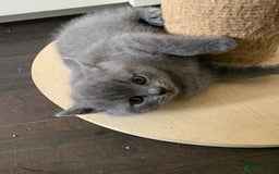 British Shorthair cats for sale: British Shorthair Kittens – Sweet Round Faces 🐻💛 - Image 9